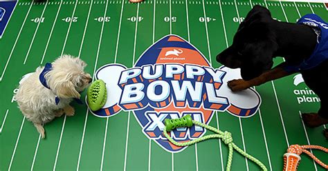 who won puppy bowl 2020